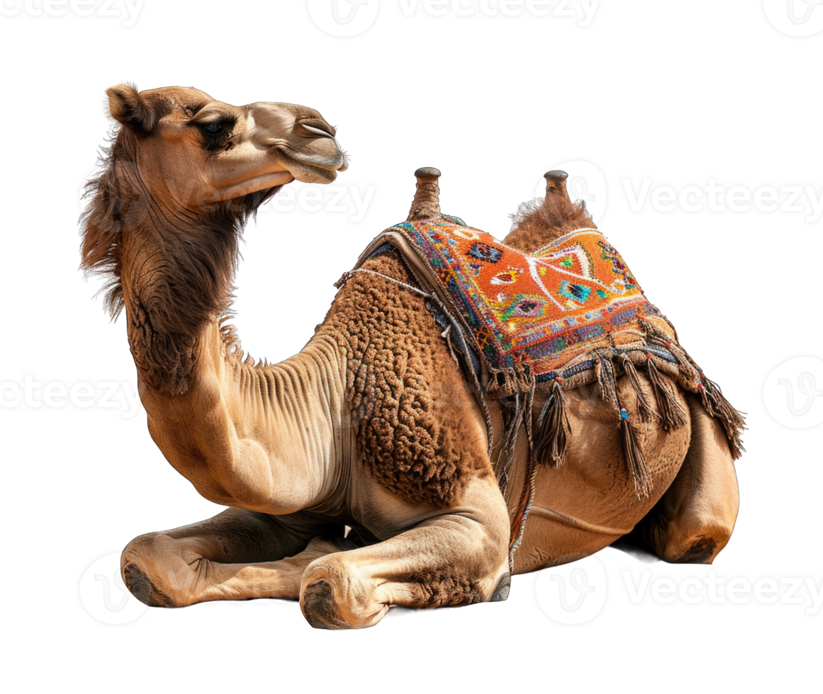 Camel sitting isolated on transparent background cutout png