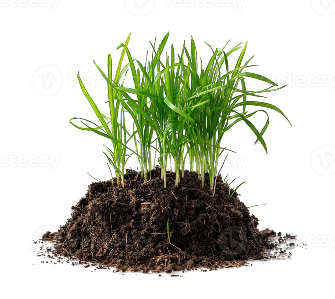Grass with soil isolated on transparent background cutout growing concept png