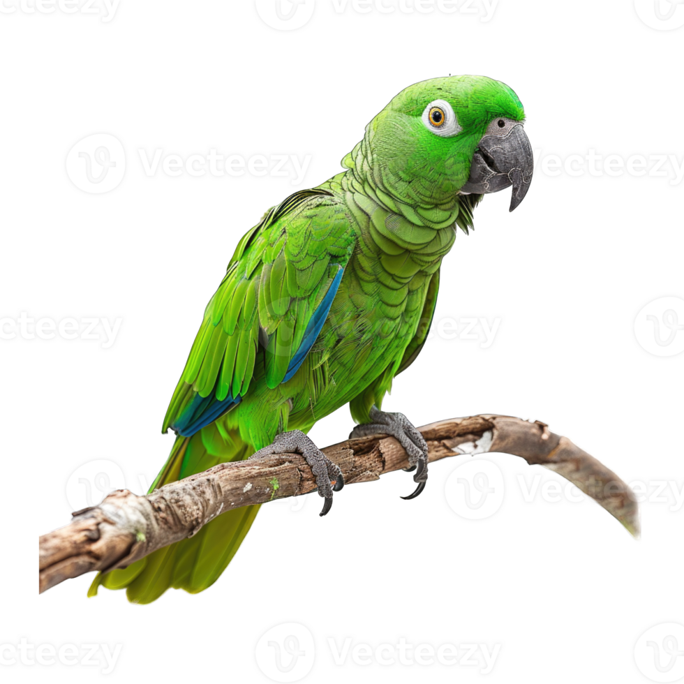 Green parrot sitting isolated on transparent background cutout png