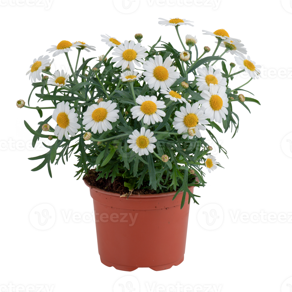 Golden button flower tree blooming in a pot cut out isolated transparent background png