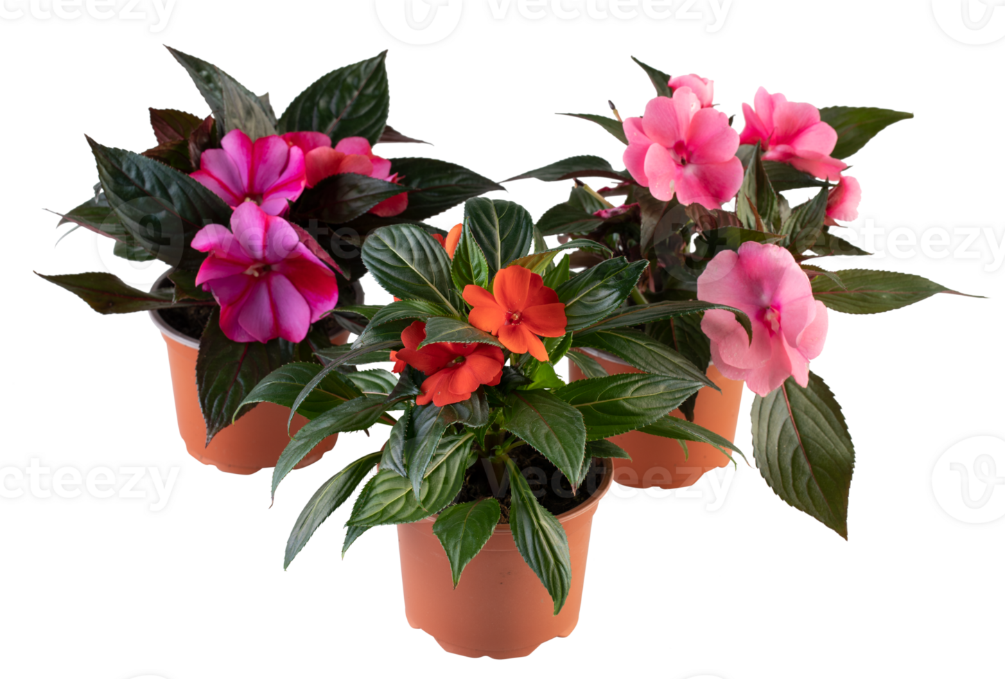 new guinea impatiens in a pot cut out isolated transparent background png