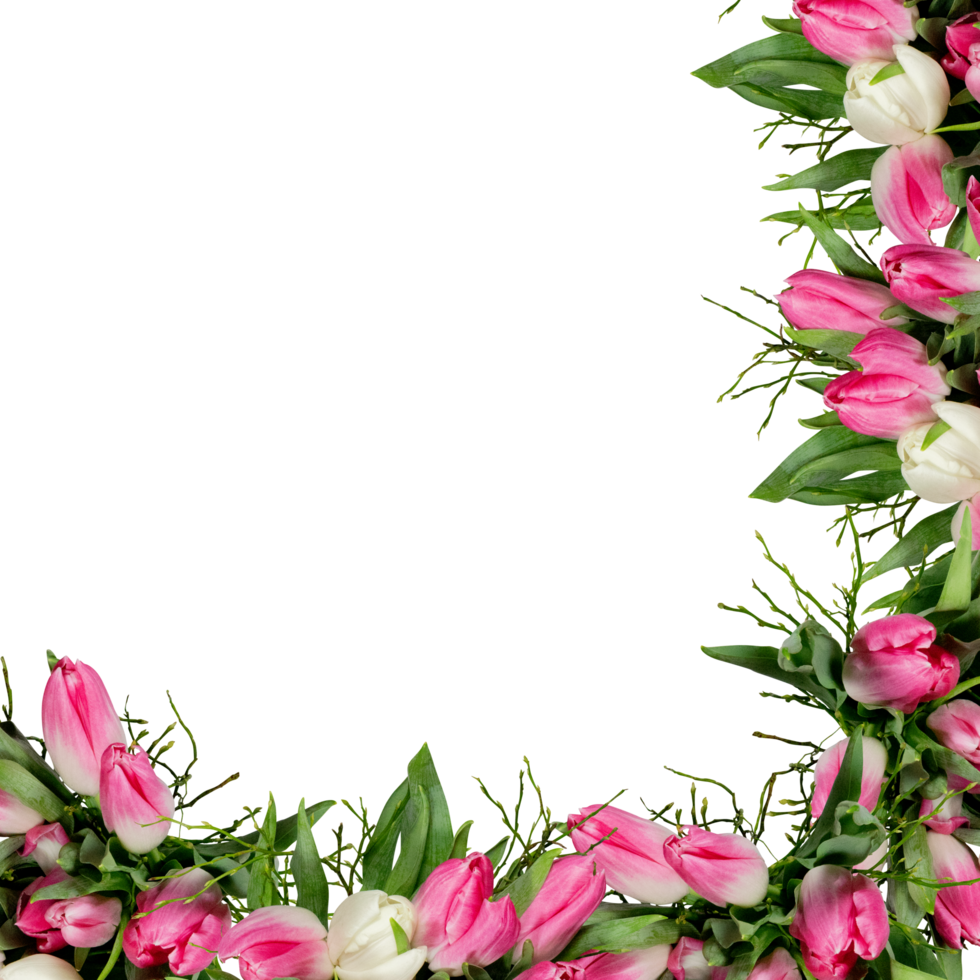 pink tulip fresh flower frame cut out isolated transparent background png