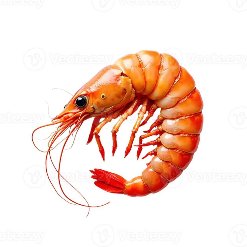 shrimp on transparent background png