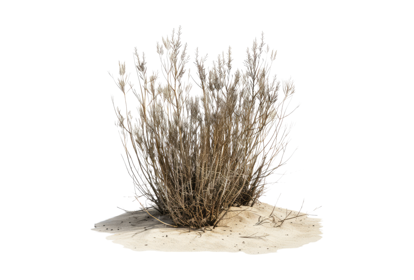 Desert with dry plants isolated on transparent background. png