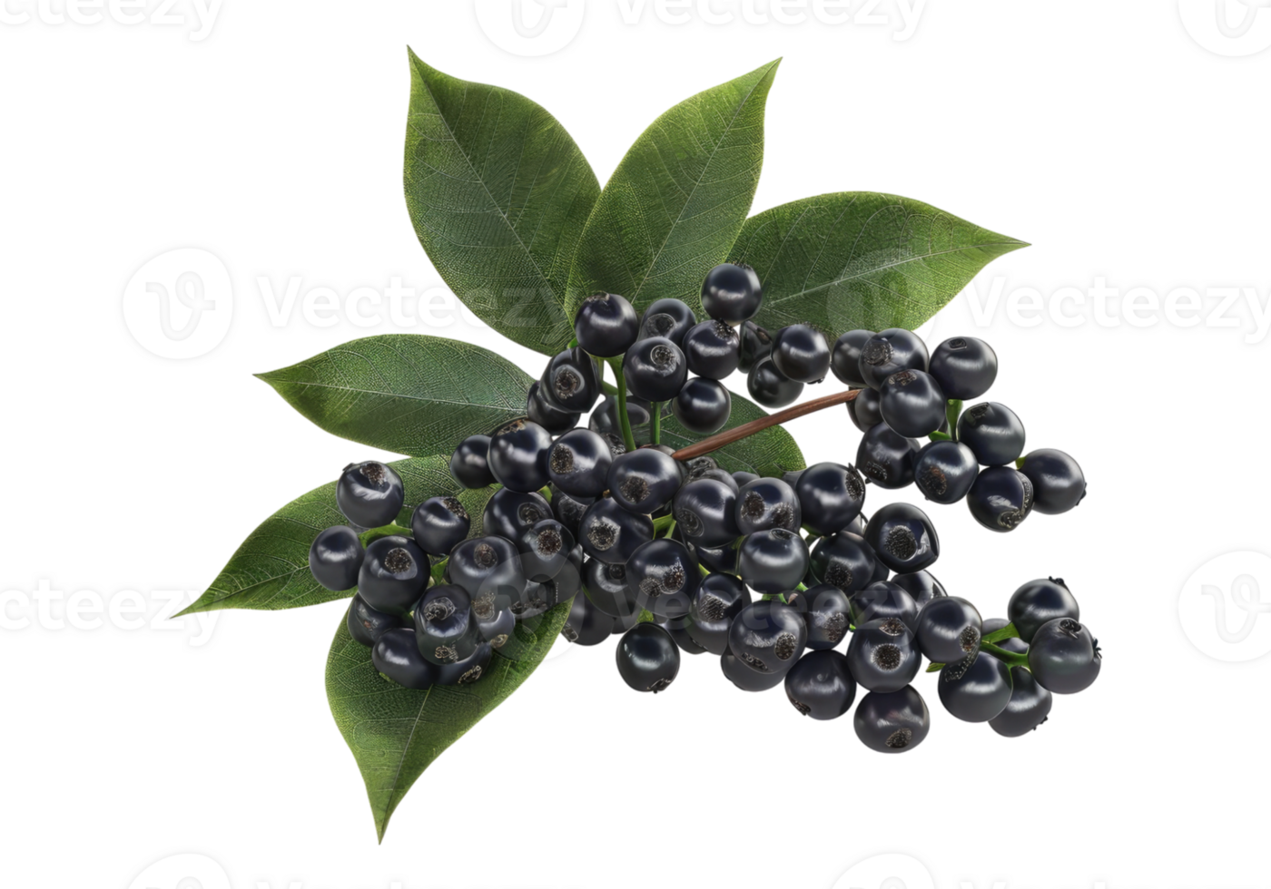 Elder berry isolated on transparent background. png