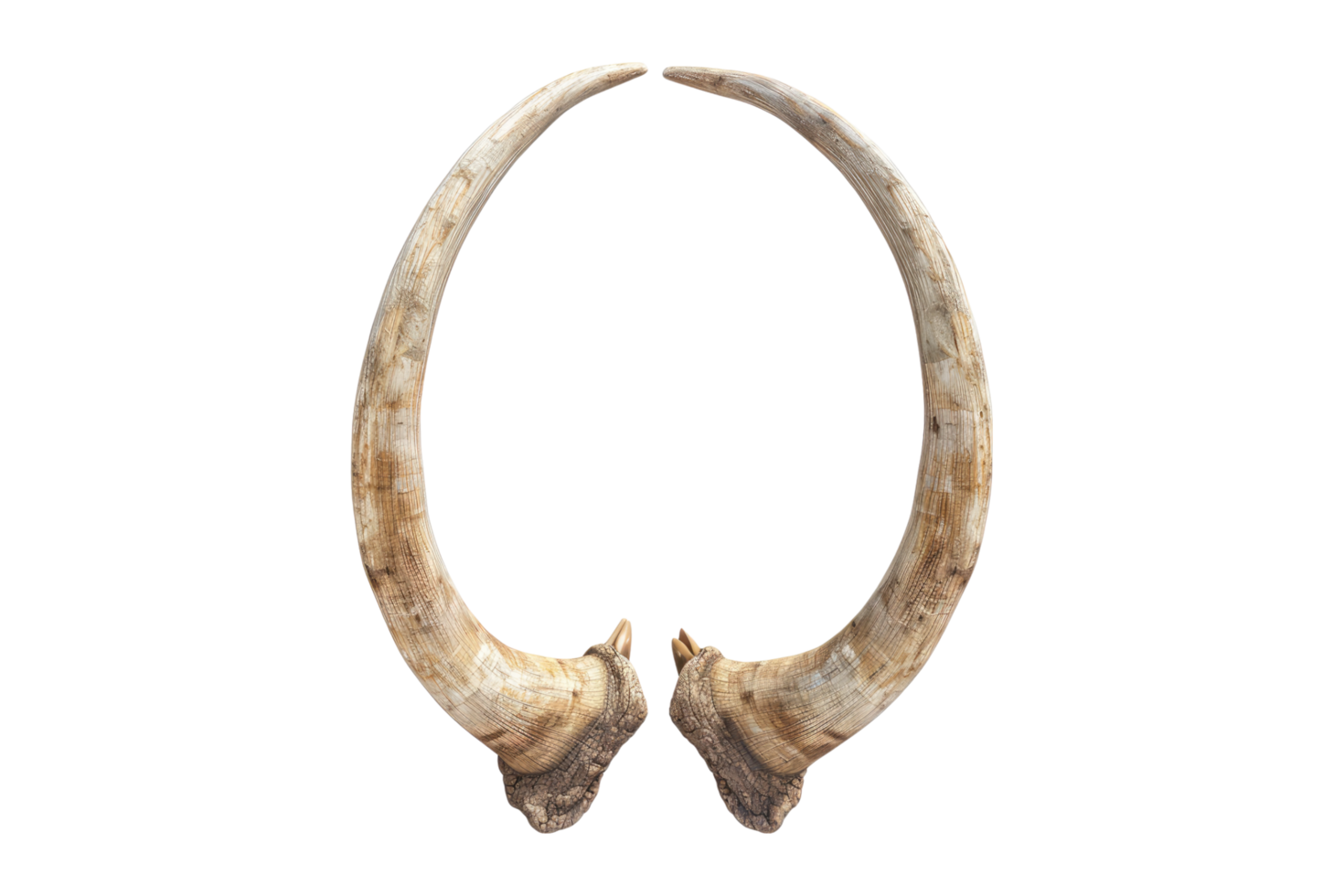 Expensive elephant tusks isolated on transparent background. png