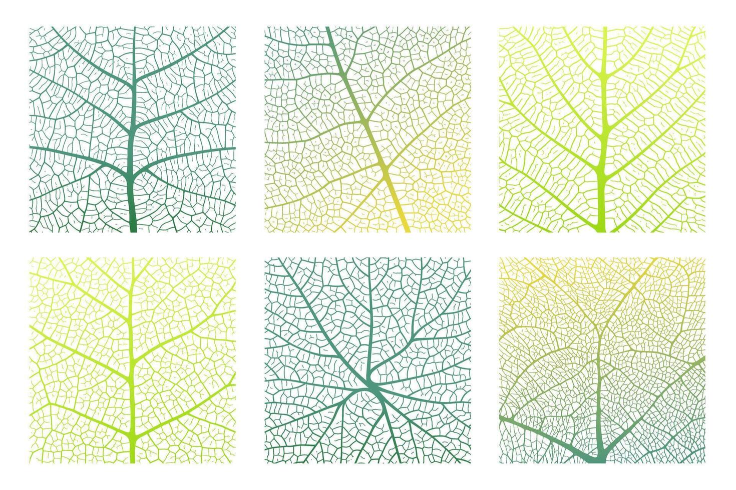 Leaf vein texture abstract background with close up plant leaf cells ornament texture pattern. vector