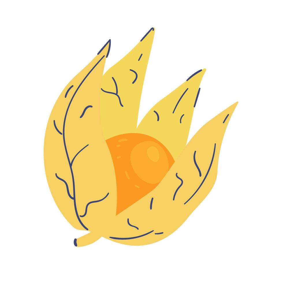 Physalis doodle illustration isolated on white. vector