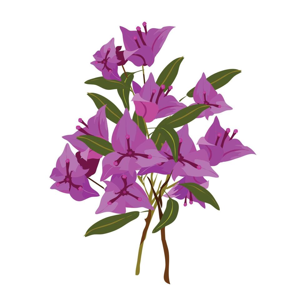 bugambilia, Bougainvillea isolated on white background vector