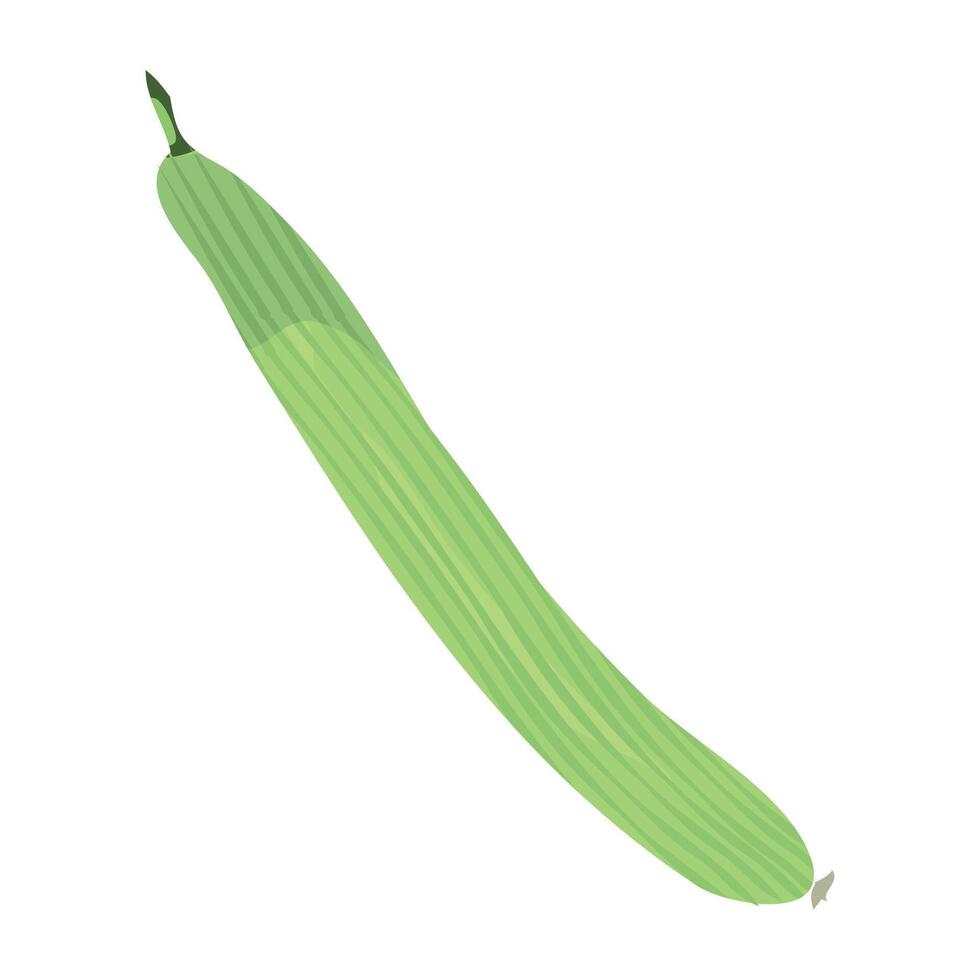 kakri, kakri vegetable isolated on white background vector