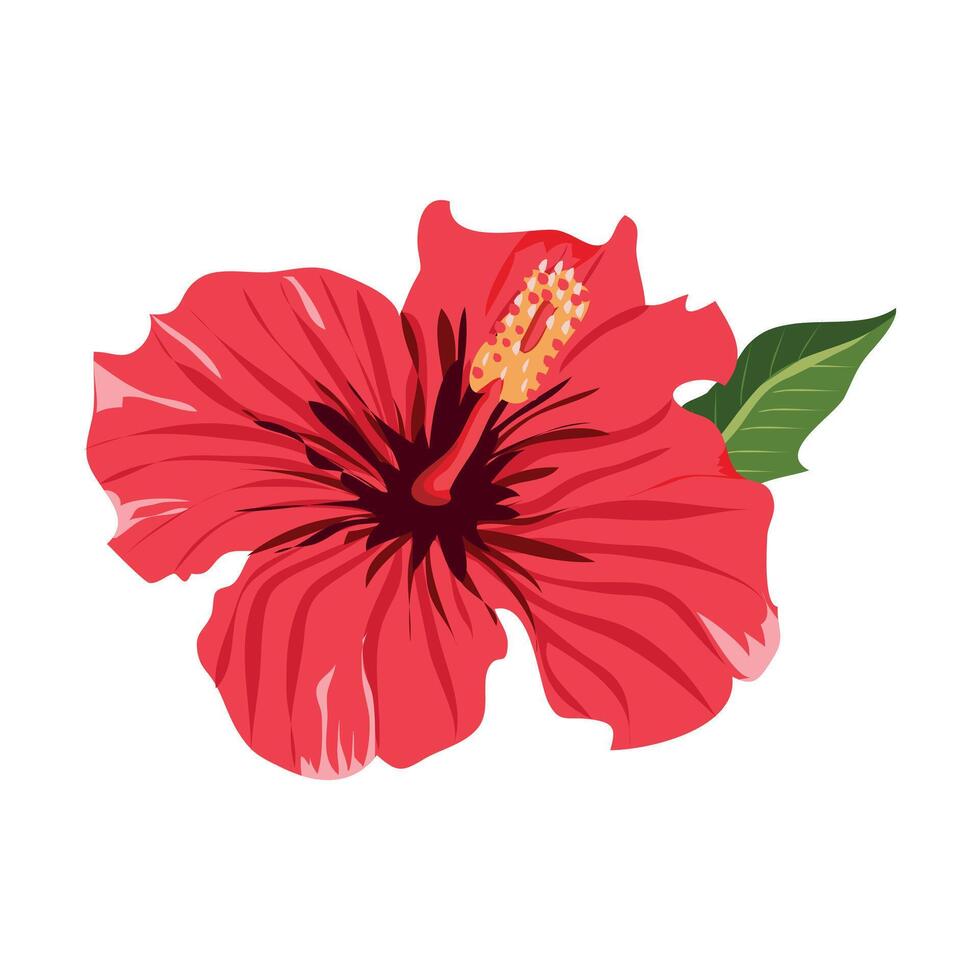 jaswand, Shoeblackplant, flower vector