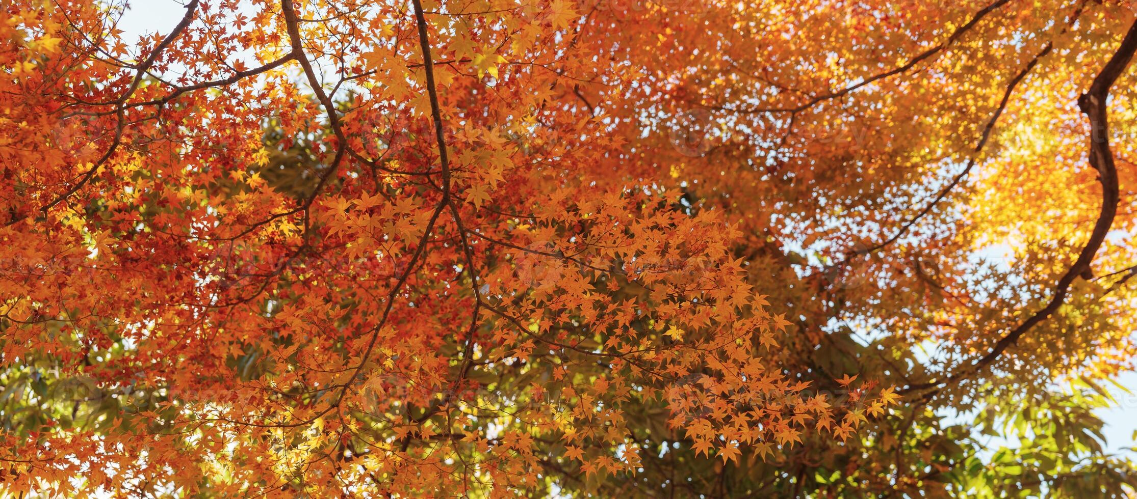 beautiful autumn day, orange color maple in forest, Falling autumn leaves in sunshine day. background, template and wallpaper for season change and vibrant colorful foliage concept photo