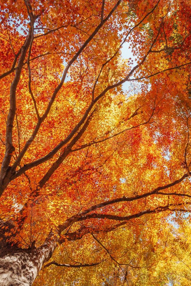 beautiful autumn day, orange color maple in forest, Falling autumn leaves in sunshine day. background, template and wallpaper for season change and vibrant colorful foliage concept photo