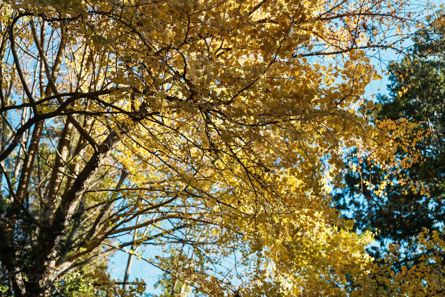 beautiful autumn day, yellow color gingko in forest, Falling autumn leaves in sunshine day. background, template and wallpaper for season change and vibrant colorful foliage concept photo