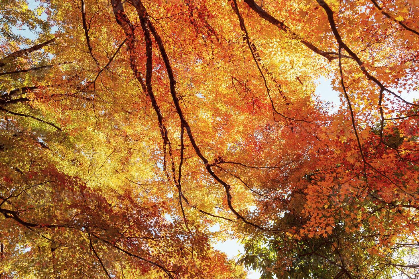 beautiful autumn day, orange color maple in forest, Falling autumn leaves in sunshine day. background, template and wallpaper for season change and vibrant colorful foliage concept photo