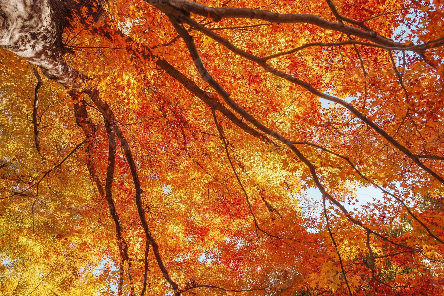 beautiful autumn day, orange color maple in forest, Falling autumn leaves in sunshine day. background, template and wallpaper for season change and vibrant colorful foliage concept photo