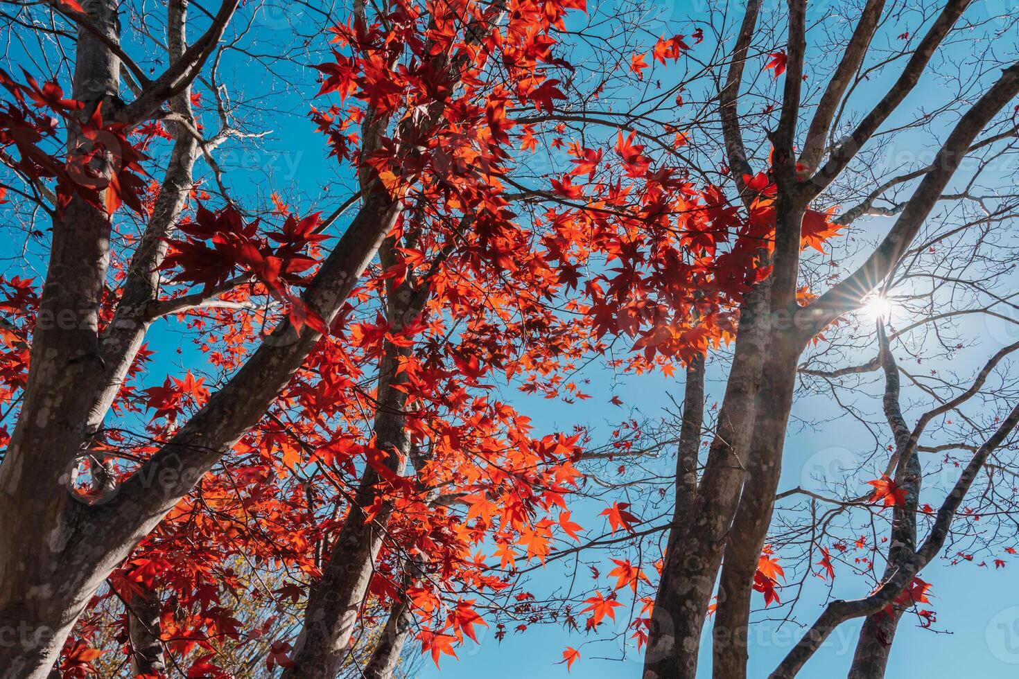 beautiful autumn day, red color maple in forest, Falling autumn leaves in sunshine day. background, template and wallpaper for season change and vibrant colorful foliage concept photo