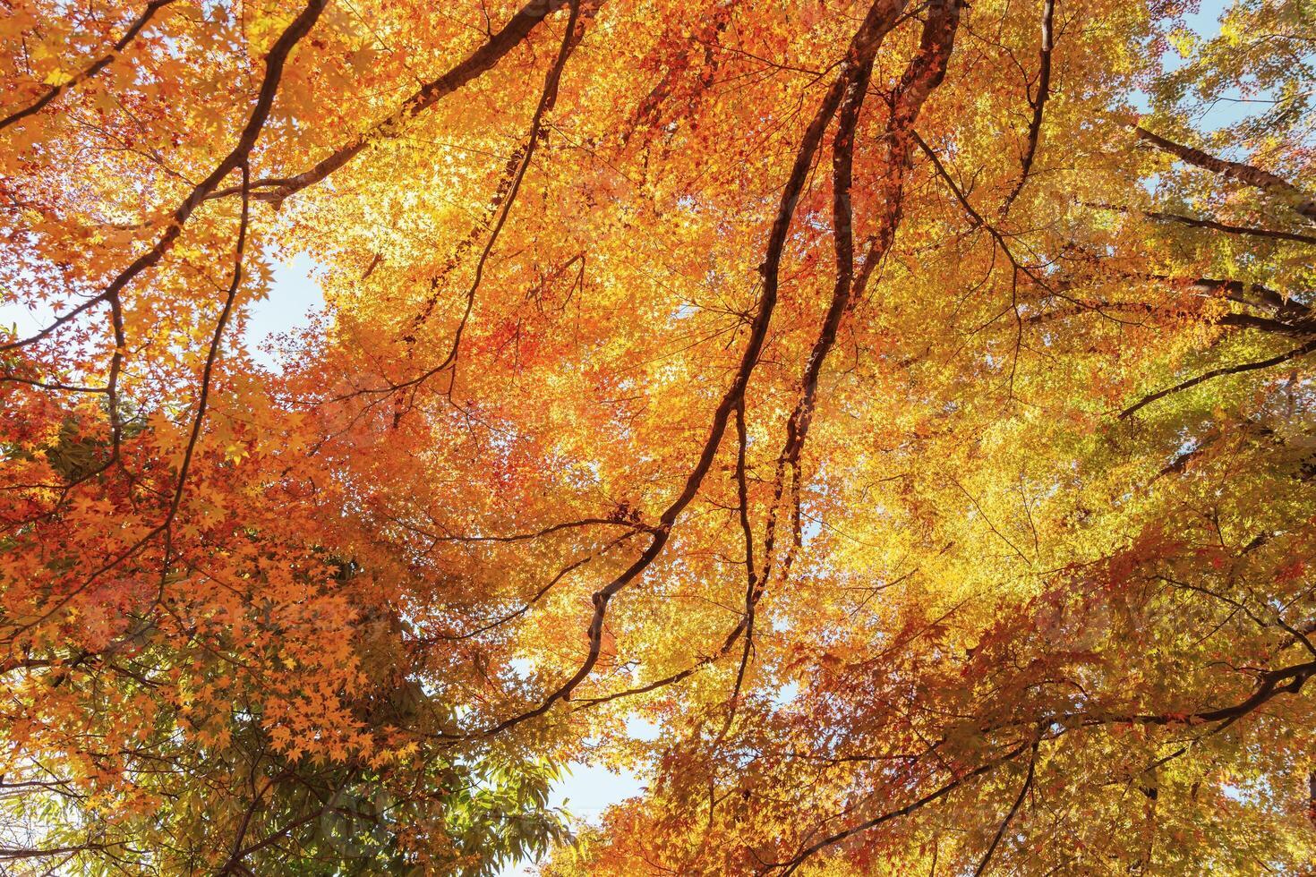 beautiful autumn day, orange color maple in forest, Falling autumn leaves in sunshine day. background, template and wallpaper for season change and vibrant colorful foliage concept photo