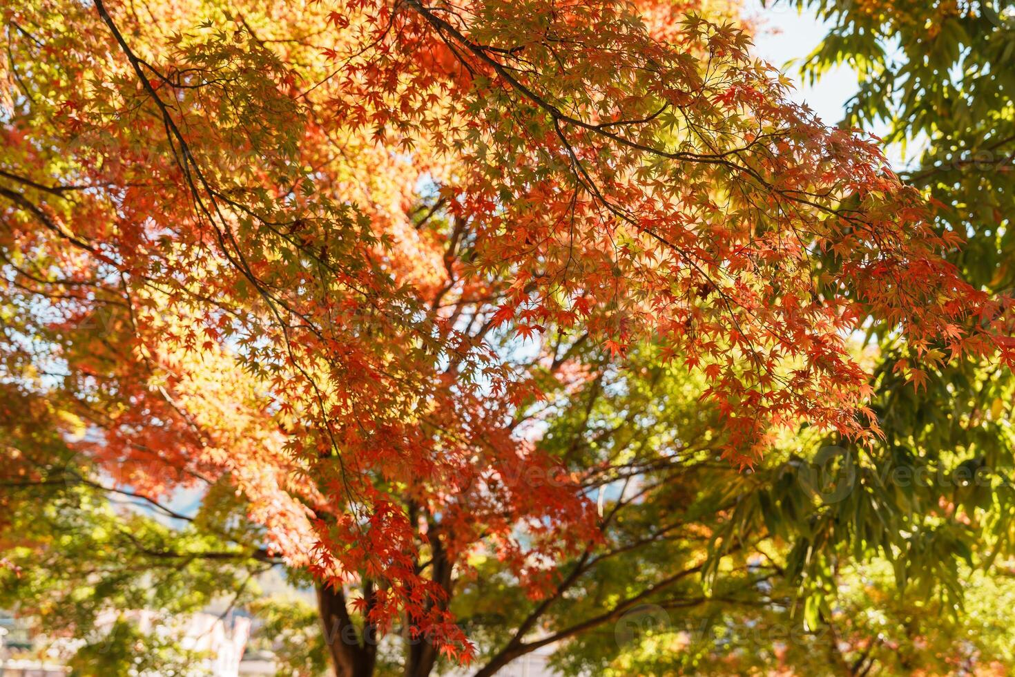 beautiful autumn day, orange color maple in forest, Falling autumn leaves in sunshine day. background, template and wallpaper for season change and vibrant colorful foliage concept photo