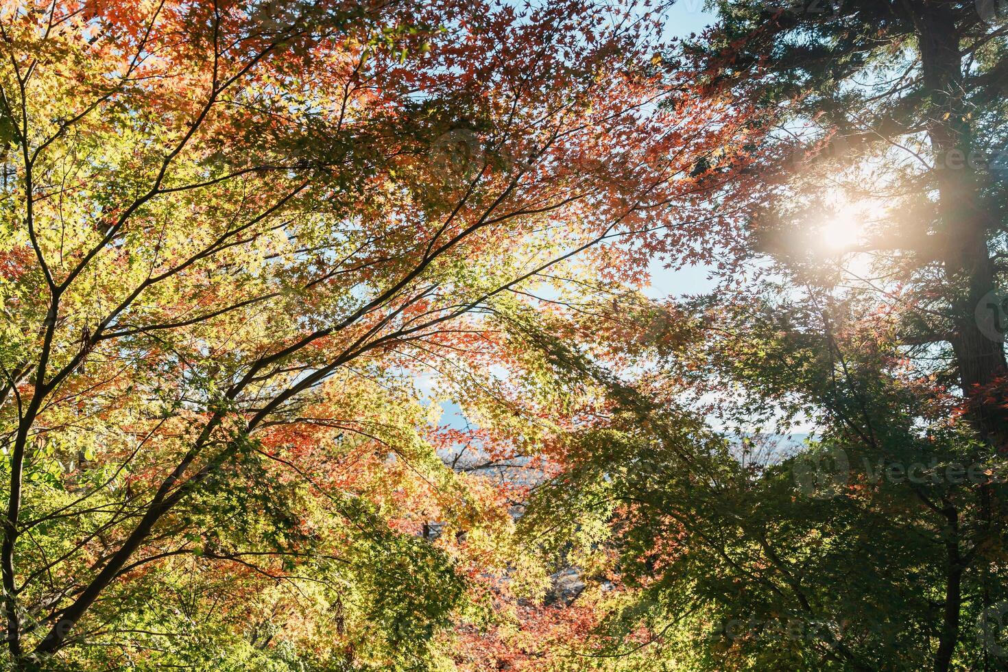beautiful autumn day, colourful leaves in forest, Falling autumn leaves in sunshine day. background, template and wallpaper for season change and vibrant colorful foliage concept photo