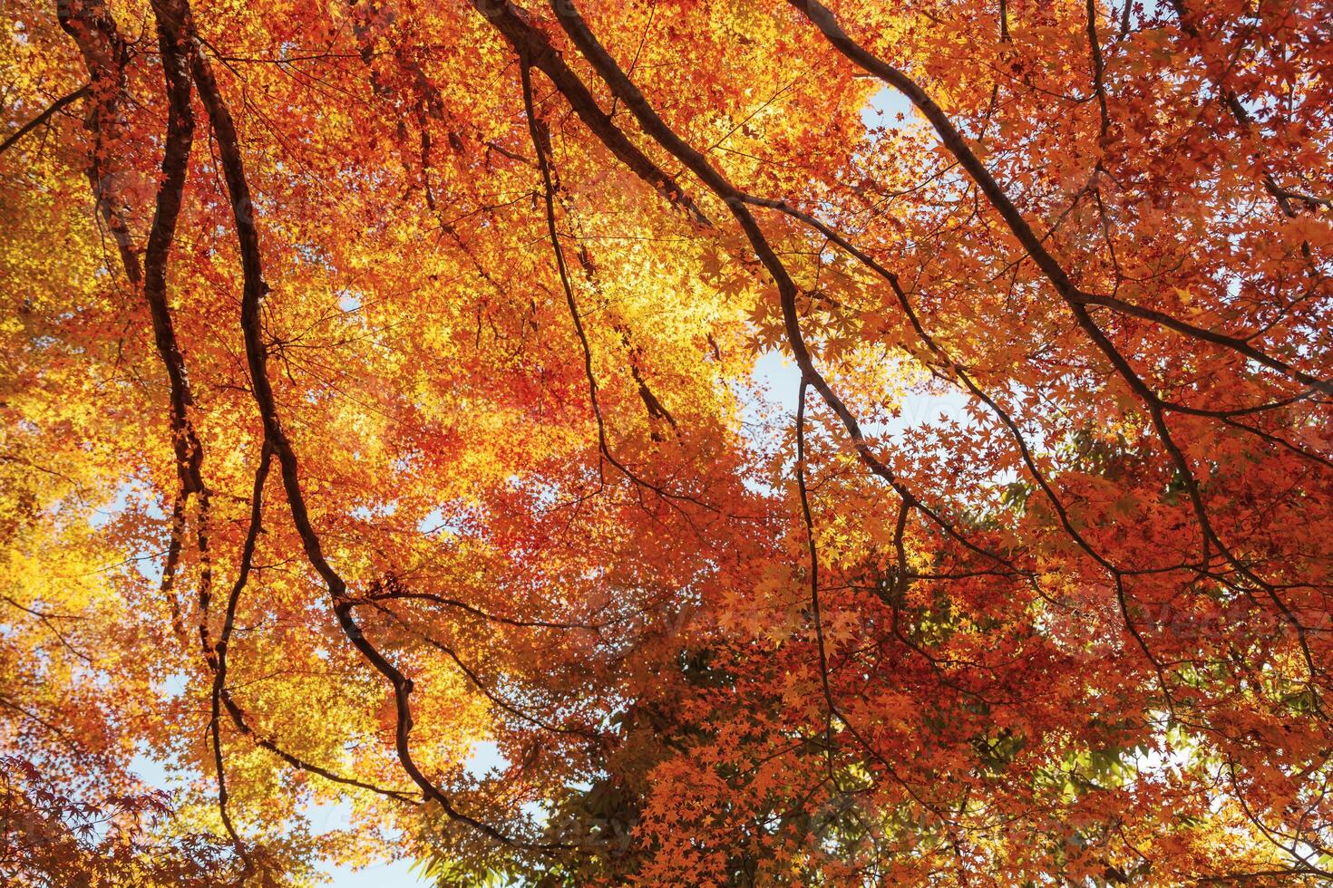 beautiful autumn day, orange color maple in forest, Falling autumn leaves in sunshine day. background, template and wallpaper for season change and vibrant colorful foliage concept photo
