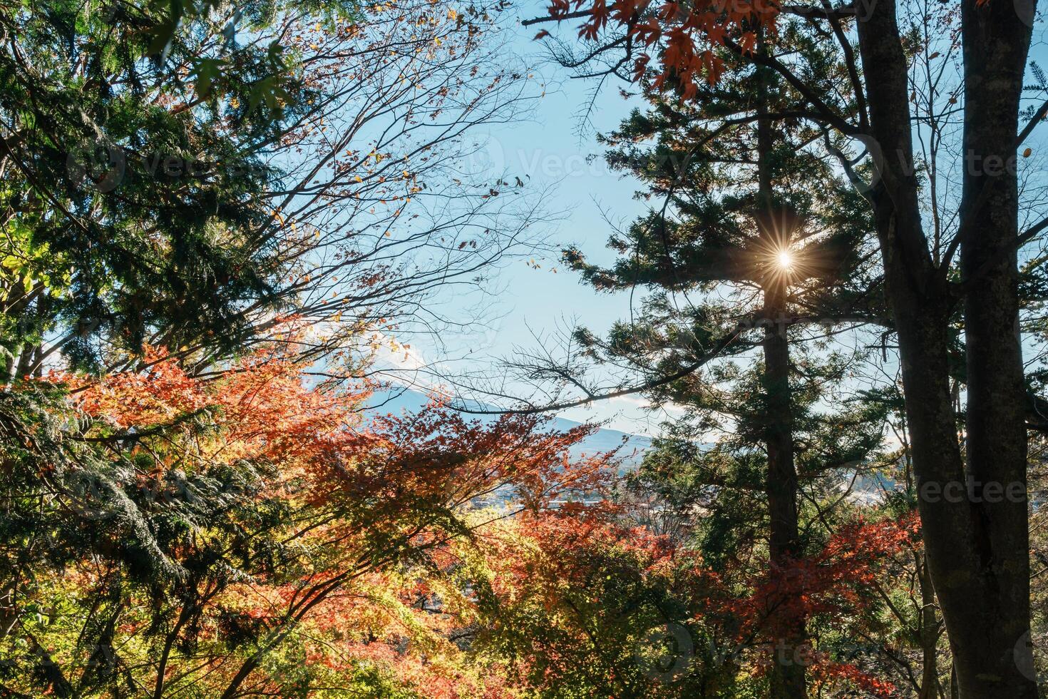 Mount Fuji view in Autumn season, colorful fall foliage leaves at Chureito Pagoda, Yamanashi, Japan. Landmark for tourists attraction. Japan Travel, Destination, Vacation and season change concept photo
