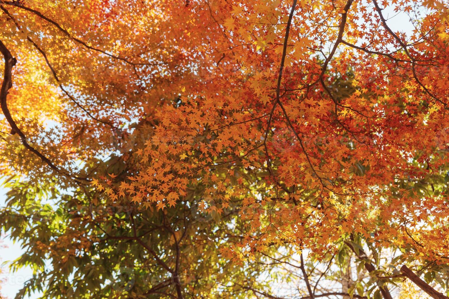 beautiful autumn day, orange color maple in forest, Falling autumn leaves in sunshine day. background, template and wallpaper for season change and vibrant colorful foliage concept photo