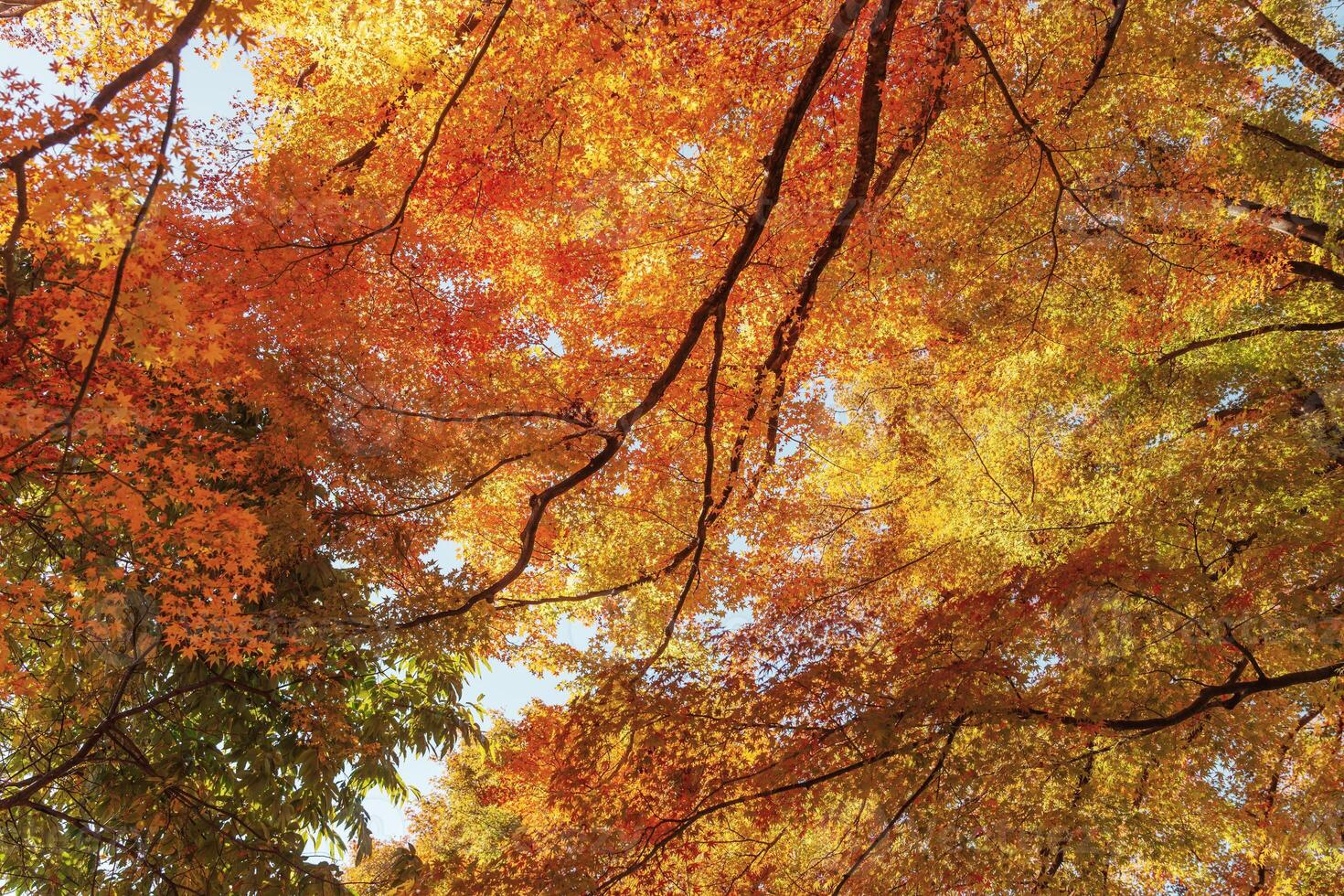 beautiful autumn day, orange color maple in forest, Falling autumn leaves in sunshine day. background, template and wallpaper for season change and vibrant colorful foliage concept photo