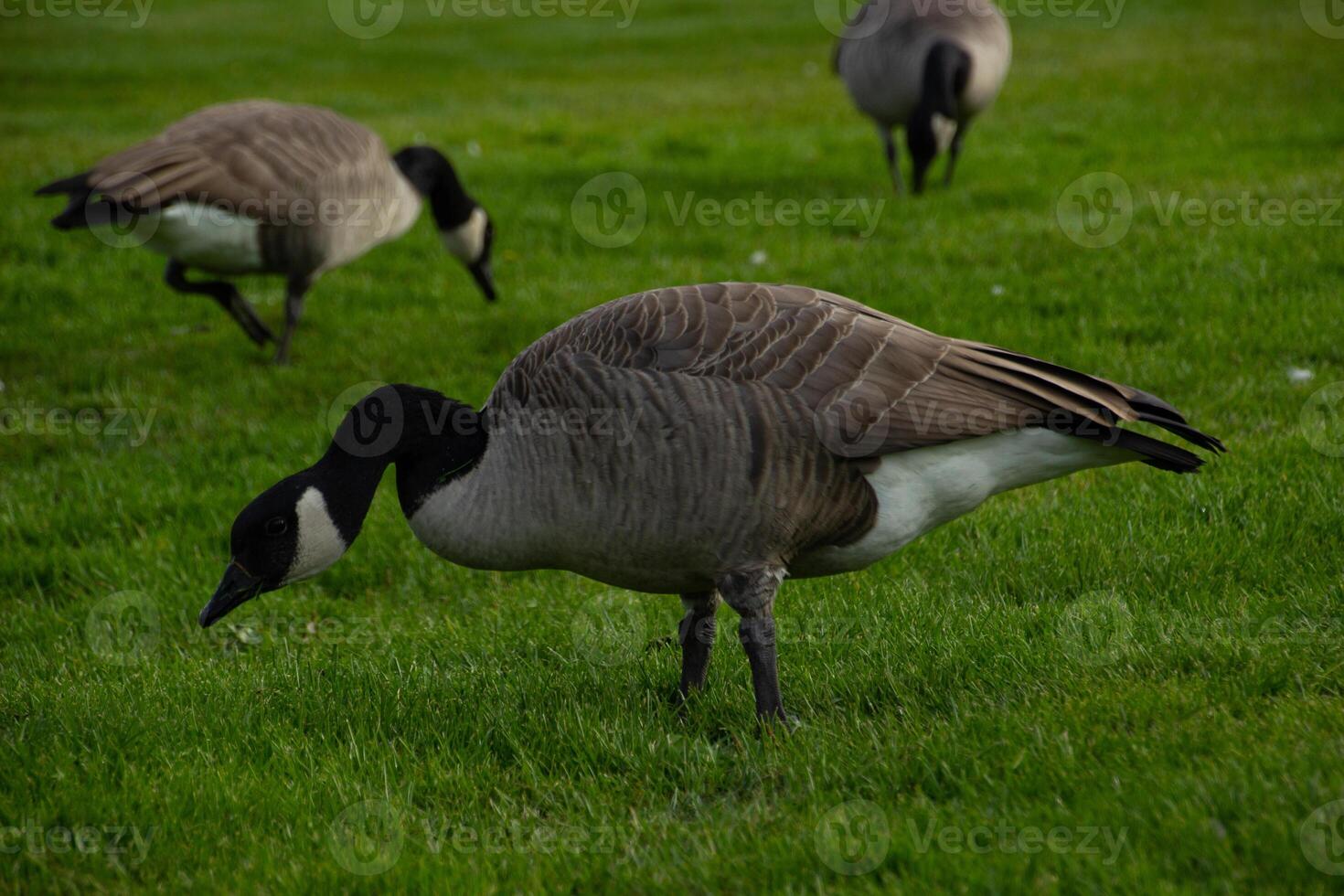 Canada Goose Jasper Canada photo