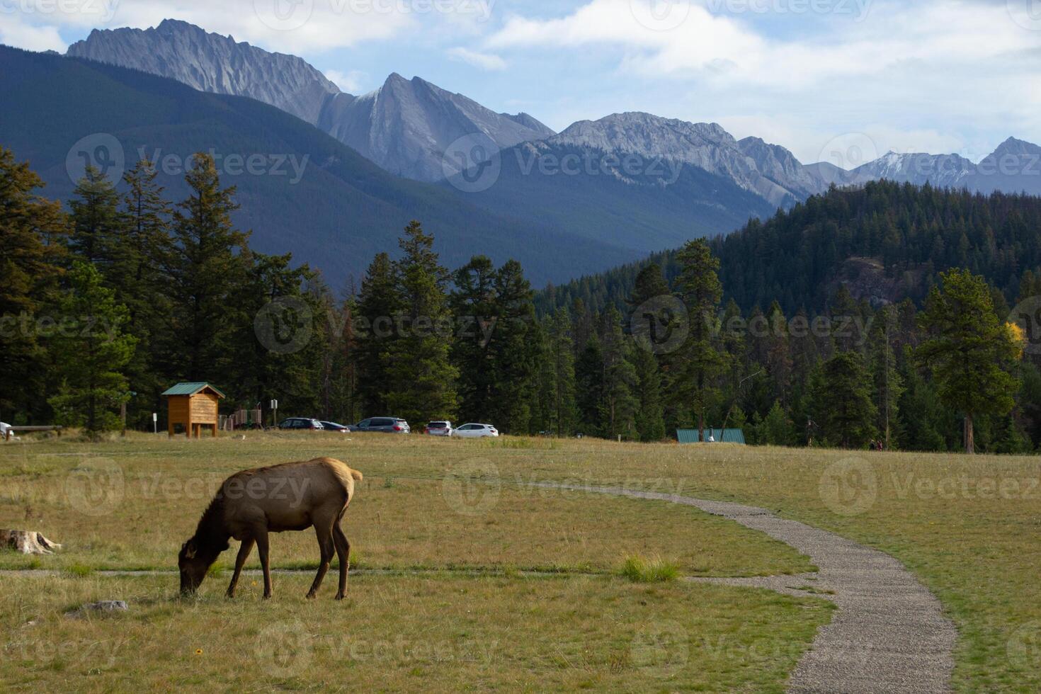Moose eating grass in Jasper photo