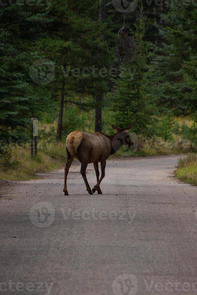 Incredible moose in the Canadian Rockies photo