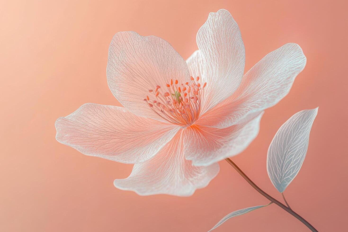 Delicate White Flower on Soft Peach Background with Detailed Petals and Subtle Lighting photo