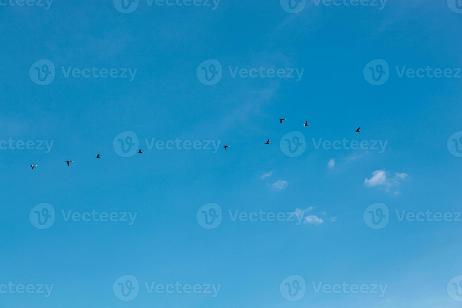 a flock of birds flying in the blue sky photo