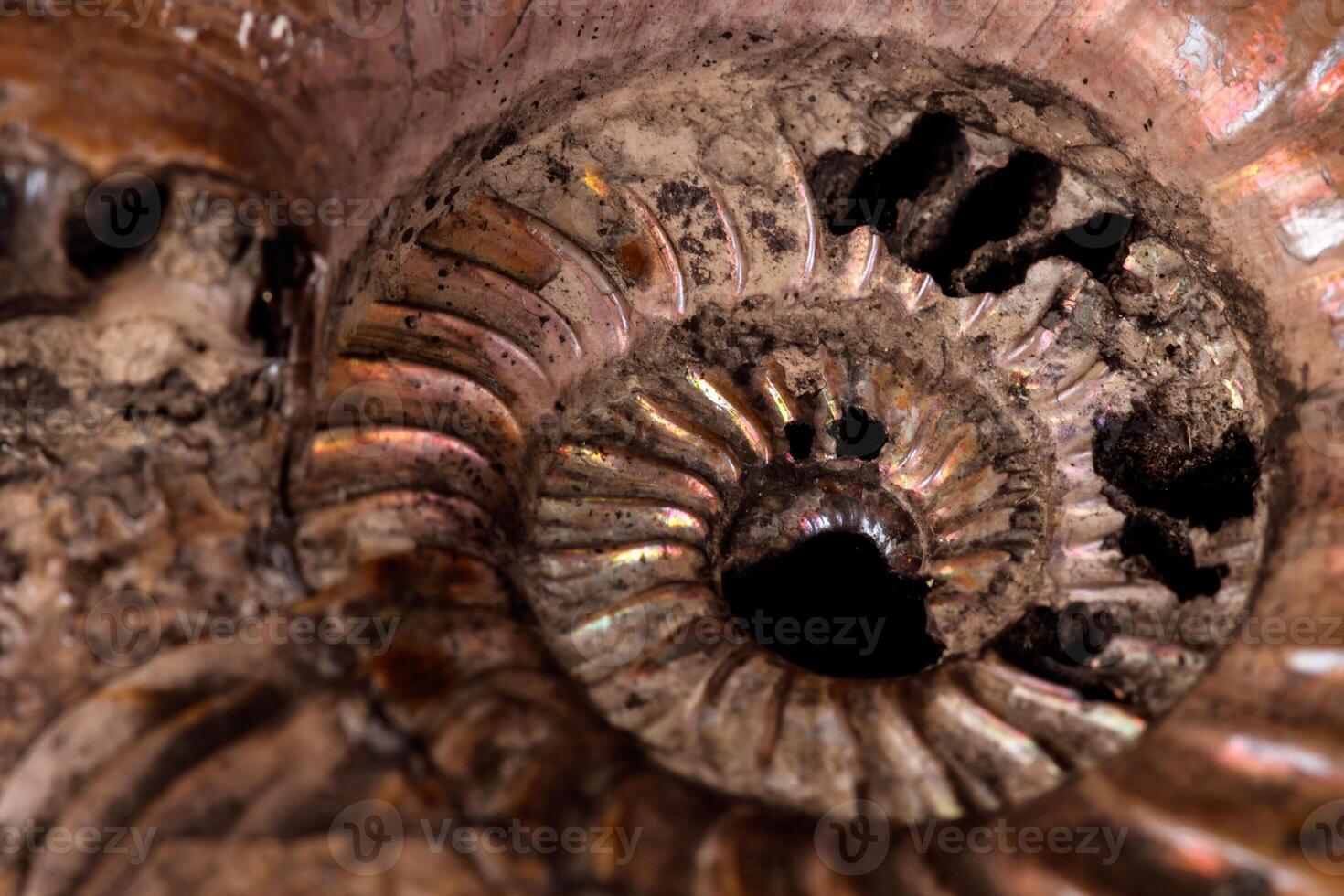 Macro mineral stone Ammonite shell on a black background photo