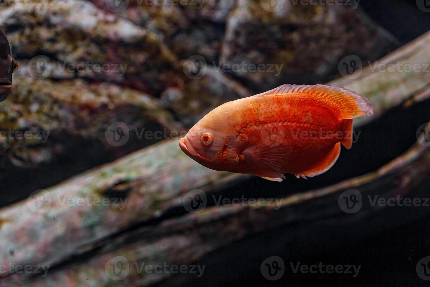 Underwater photography of Oscar fish photo