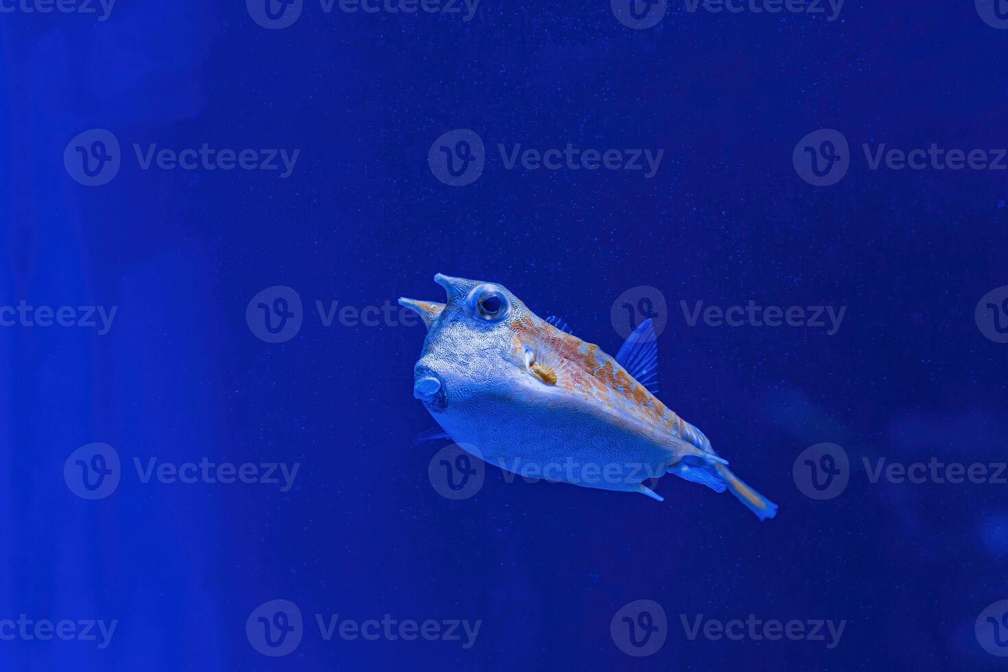 Underwater shot of fish Lactoria cornuta photo