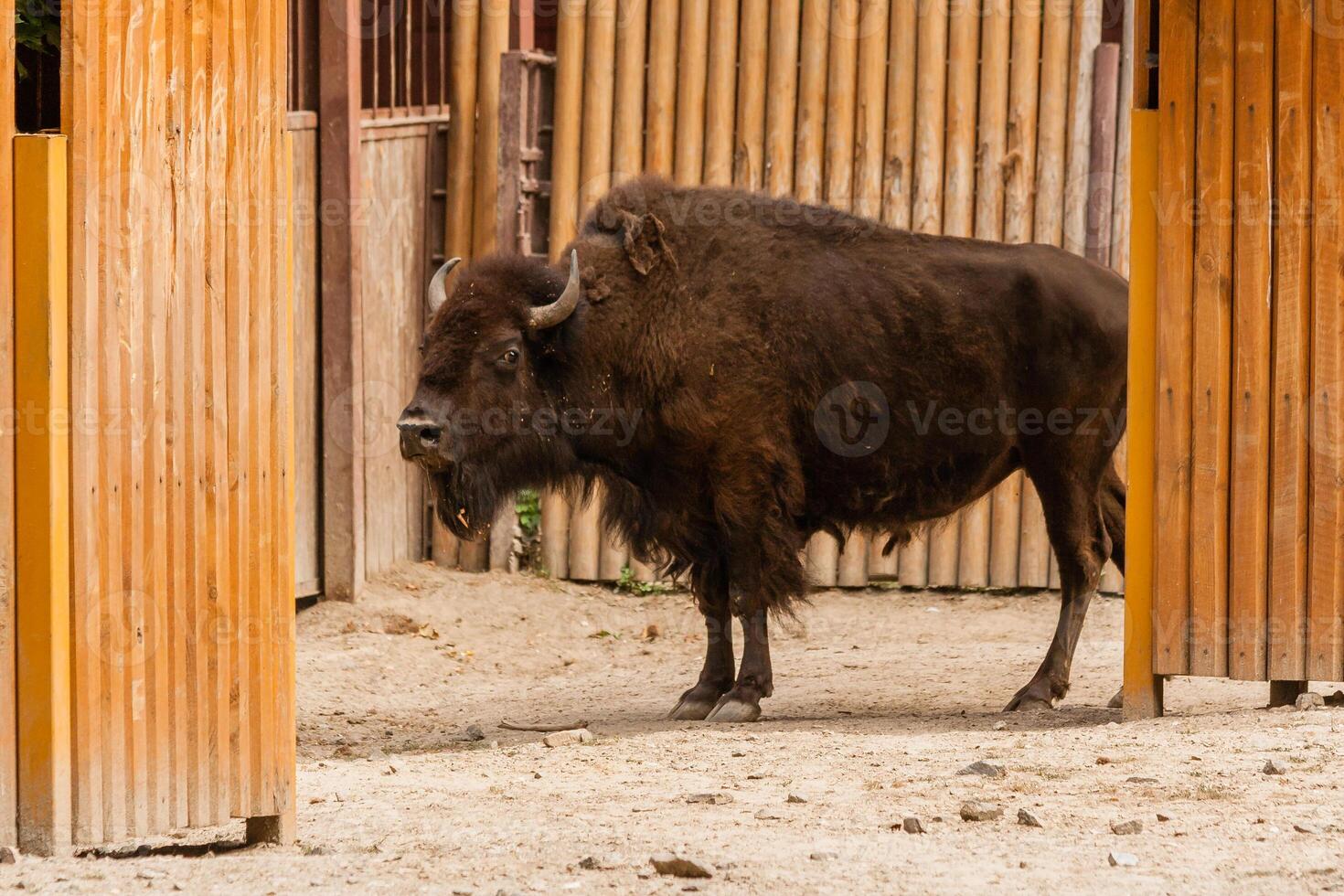 Young beautiful bison photo