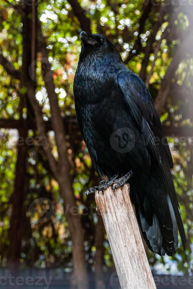 Big Black Raven sitting on a close-up branch photo