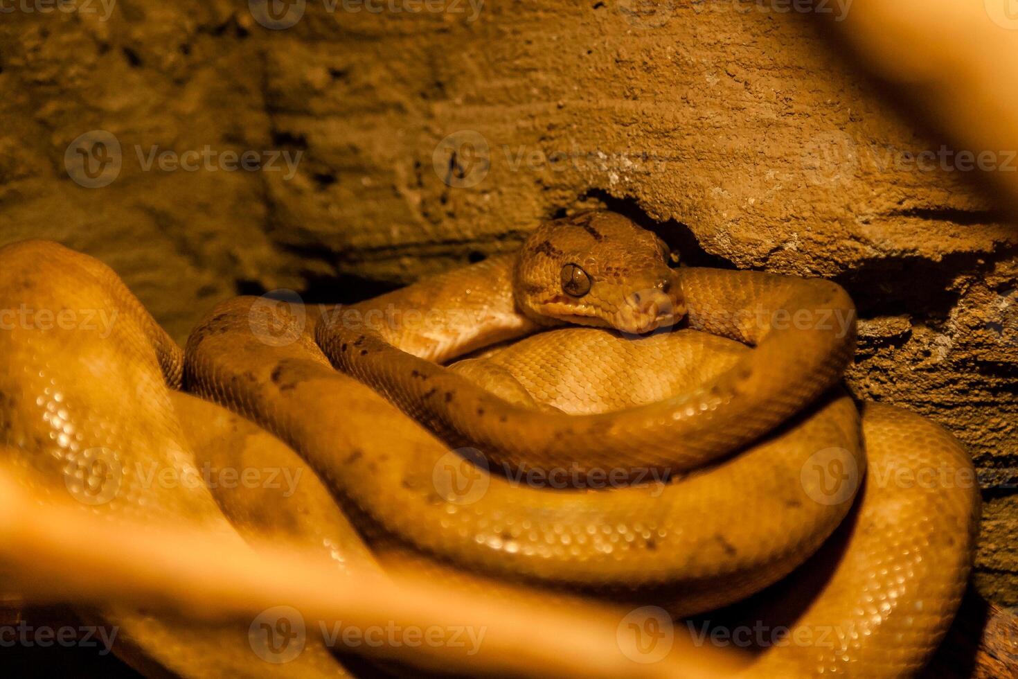 Snake rolled into a ball photo