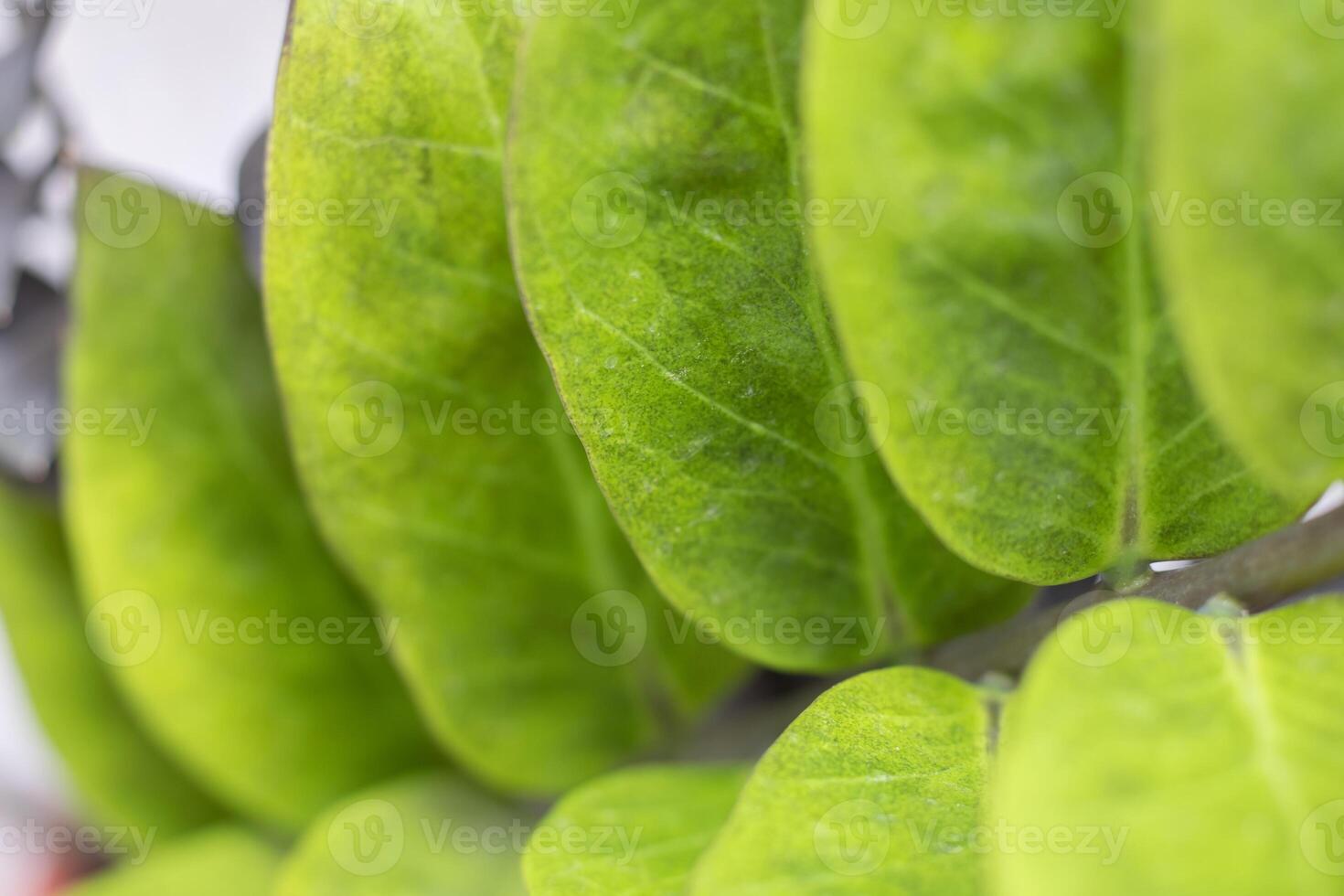 Close up of green leaves on a blurred background, Zamioculcas Zamiifolia Black, House plant - Zamioculcas Zamiifolia Black ZZ Plant Rare Aroid Air Purifier photo