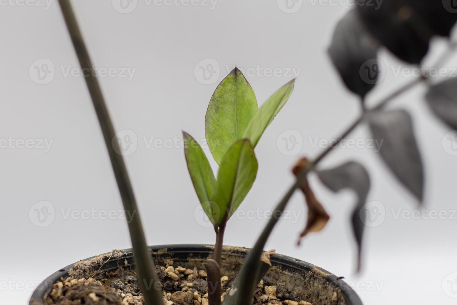 Close up of green leaves on a blurred background, Zamioculcas Zamiifolia Black, House plant - Zamioculcas Zamiifolia Black ZZ Plant Rare Aroid Air Purifier photo