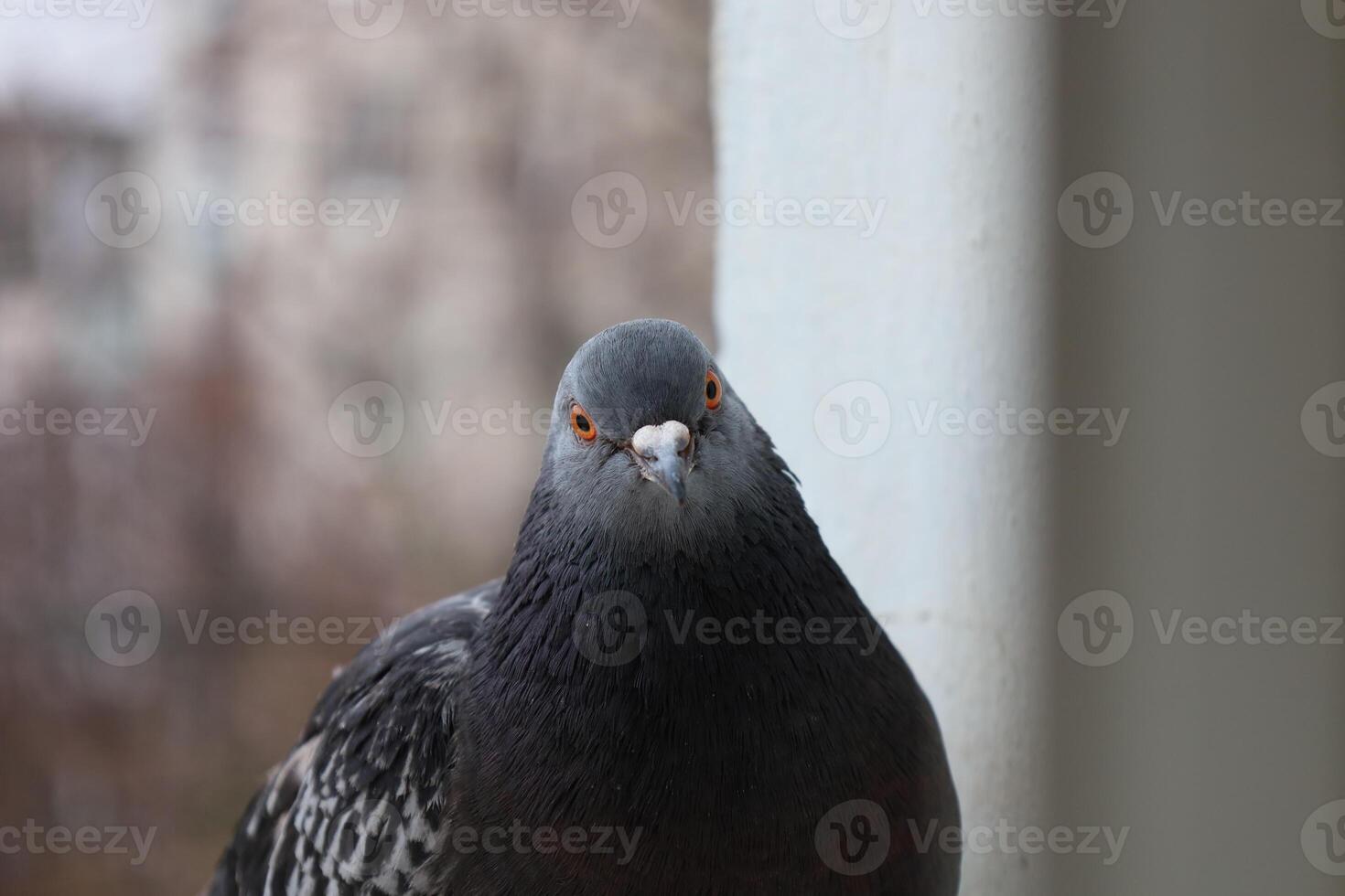 Dove closeup portrait, bird on the window, amazing beautiful portrait, perfect view, funny pigeon face photo