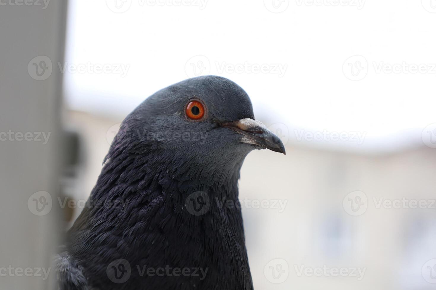Pigeon closeup portrait, bird on the window, summer day, pigeon beautiful portrait, pigeons eyes in macro, Extreme Close Up photo