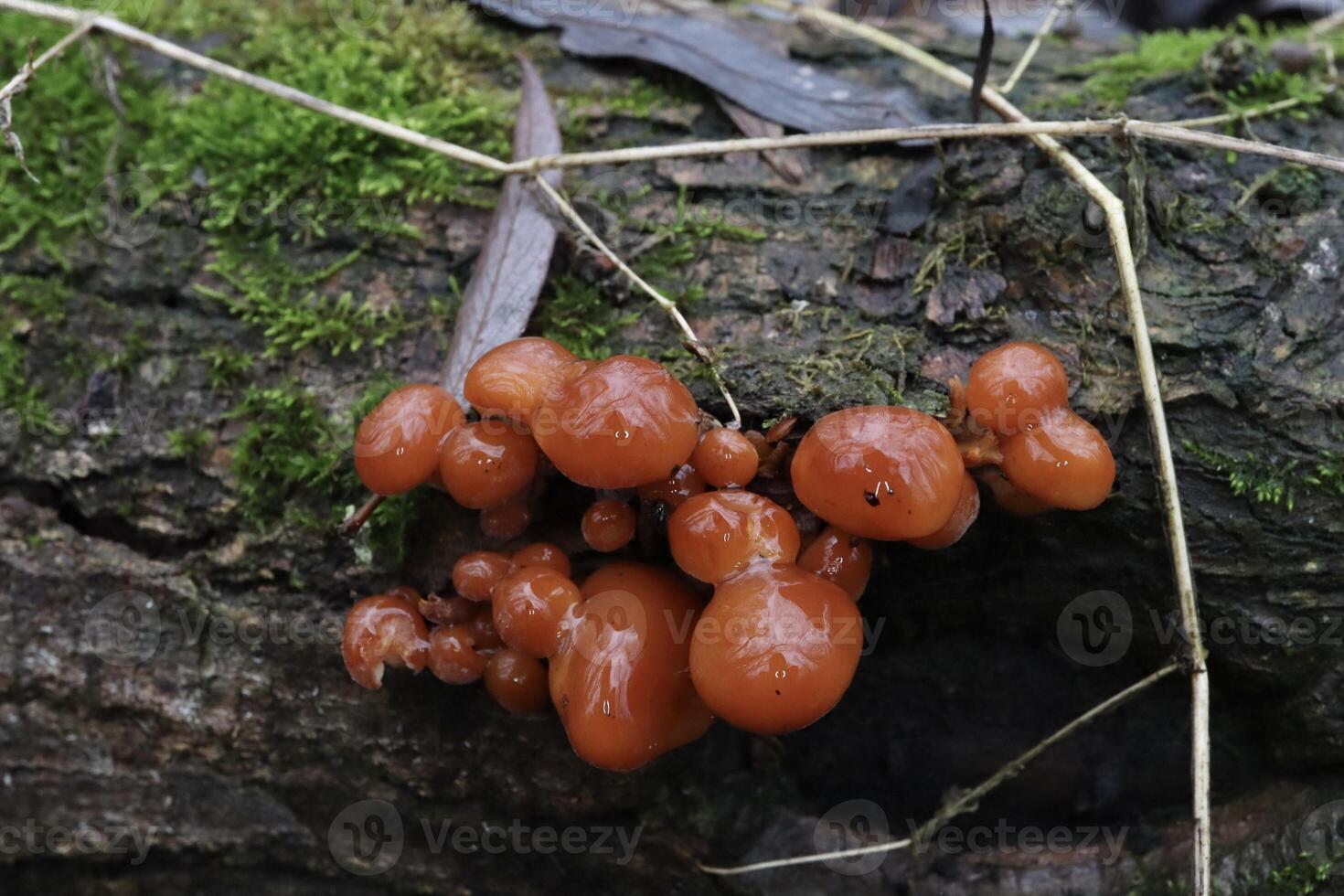 Velvet shank mushrooms in the winter forest red enoki,, flammulina velutipes, red, red mushrooms photo