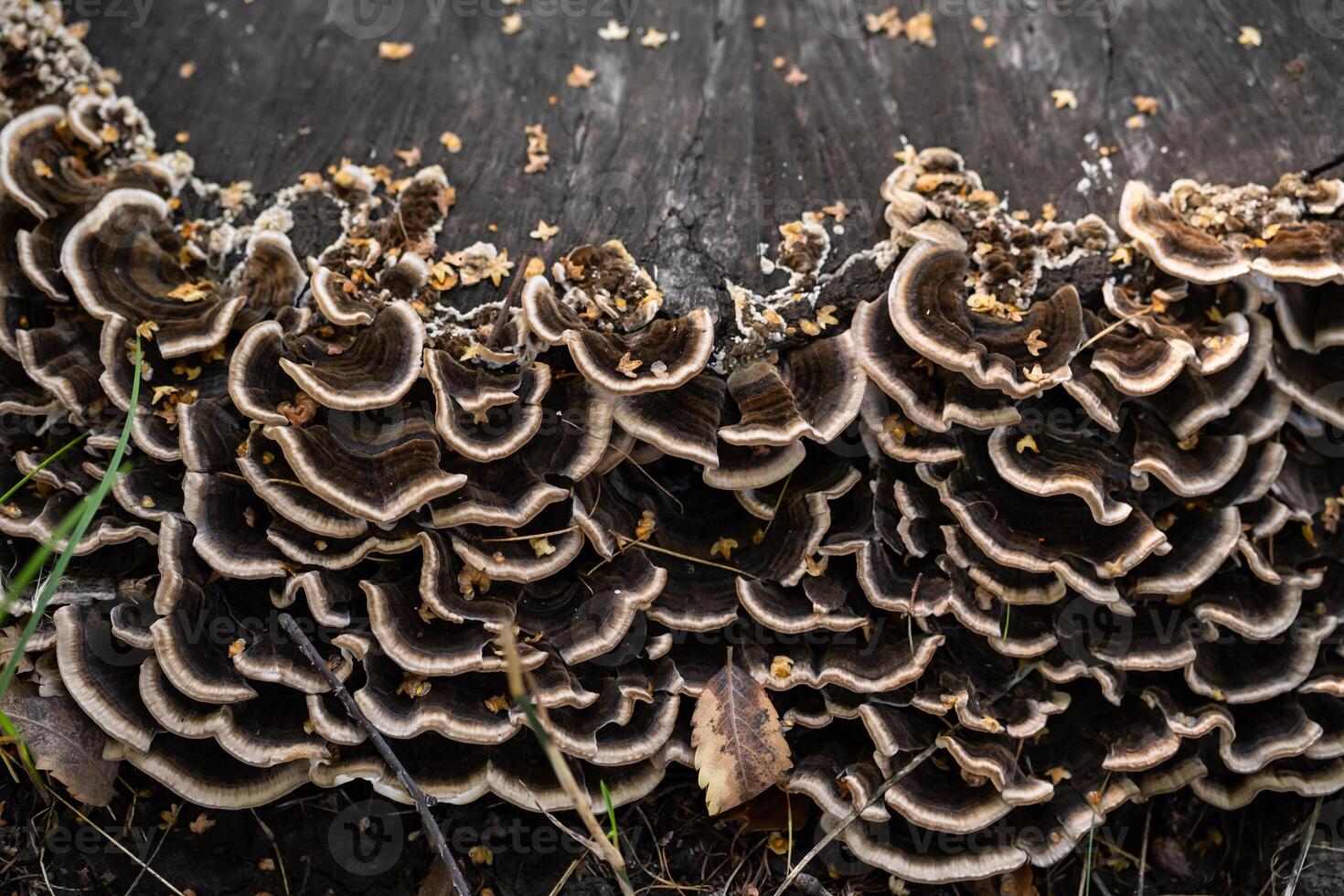 Close up of layered brown fungi on tree trunk in nature. photo