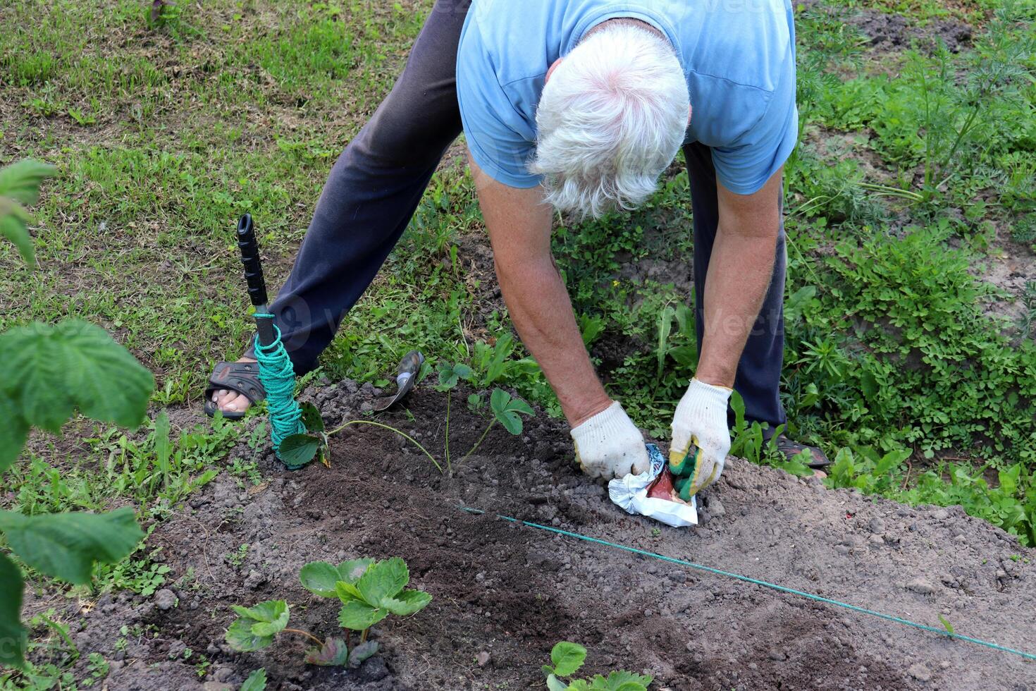 A retired man bends over and feeds a strawberry bush photo