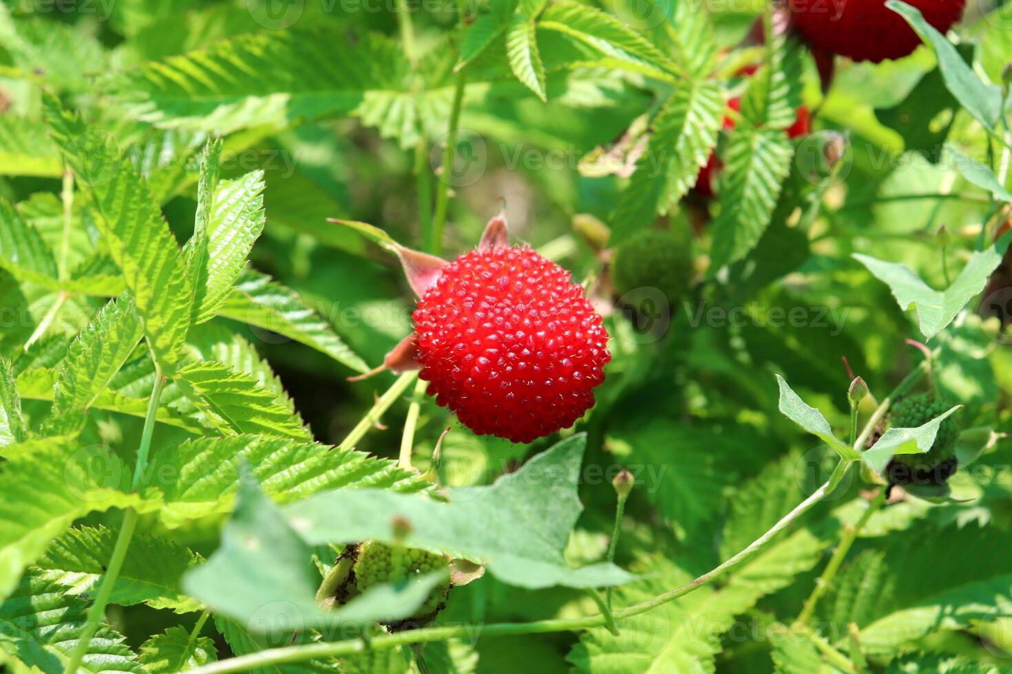 Ripe red berry of Tibetan raspberry on a bush photo