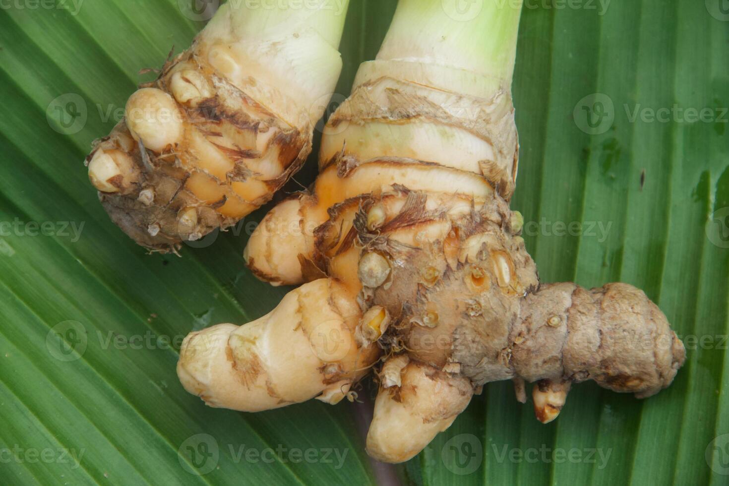 Turmeric or Curcuma longa Linn or rhizome root, a tuber plant that has a distinctive color and aroma photo