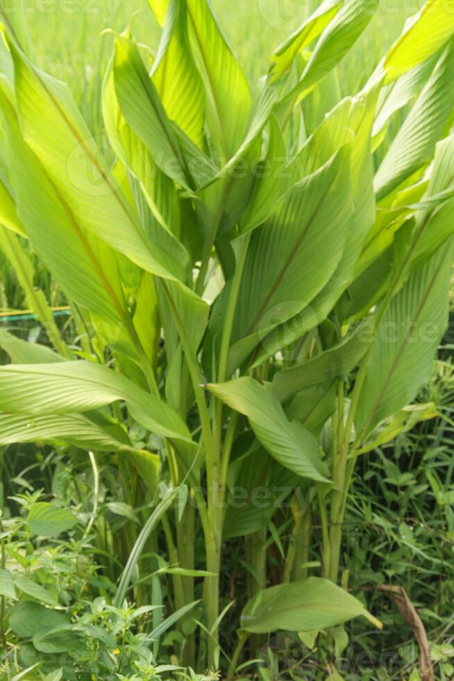 Turmeric or Curcuma longa Linn or rhizome root, a tuber plant that has a distinctive color and aroma photo