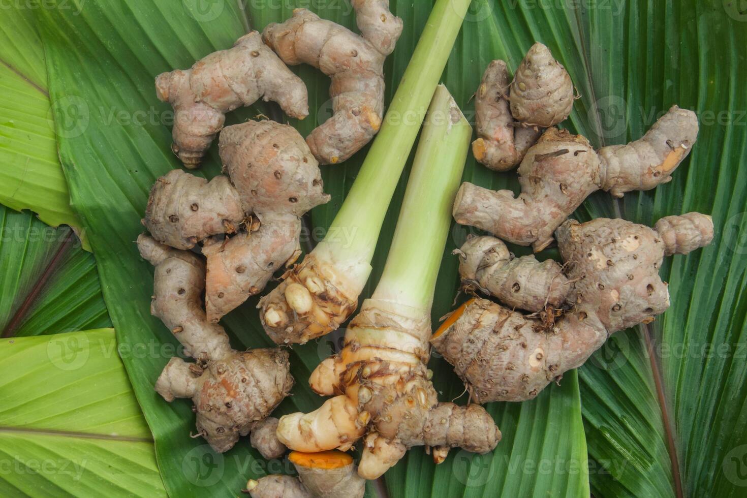 Turmeric or Curcuma longa Linn or rhizome root, a tuber plant that has a distinctive color and aroma photo